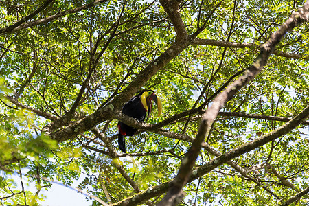 黄喉巨嘴鸟，Ramphastos ambiguus