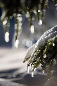 雪松树摄影照片_冬夜覆盖着新雪的树