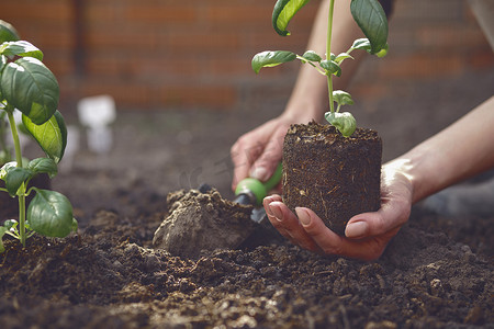 面目全非的园丁的手正在用小花园铲挖掘，并在土壤中拿着年轻的绿色罗勒幼苗或植物。