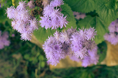 因斯布鲁克的蓝牙线花或蓝貂、蓝草、猫脚、墨西哥画笔