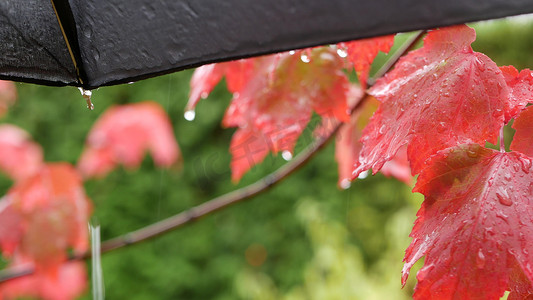 秋风秋雨摄影照片_从黑色潮湿的雨伞下滴下秋雨。