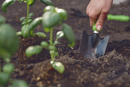 无法辨认的女性的手正在用小花园铲在土壤中种植的绿色罗勒幼苗附近挖掘。