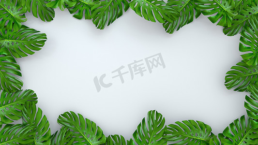 插画广告摄影照片_3D 渲染逼真的龟背竹叶子在白色背景上，用于化妆品广告或时尚插画。