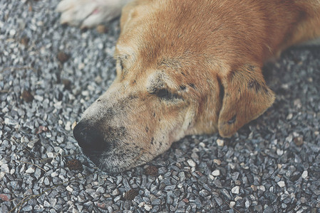 泰国棕色流浪狗与孤独和思念一起睡觉