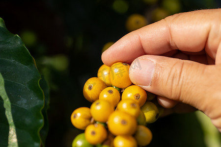 咖啡农采摘成熟的黄樱桃 CatiMor 咖啡豆