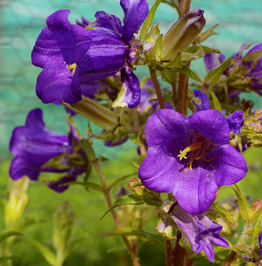 风铃植物的紫色花