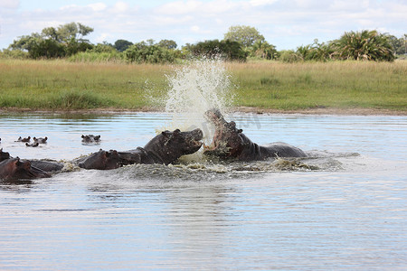 非洲河水中的野生河马河马 (Hippopotamus amphibius)