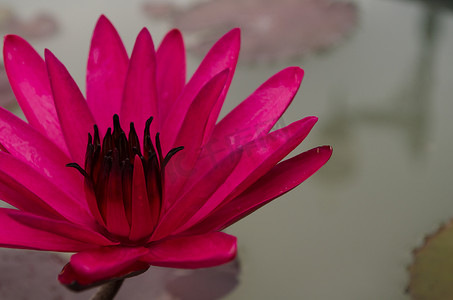 粉色漂浮的花瓣摄影照片_粉红色的莲花漂浮在盛开的地方