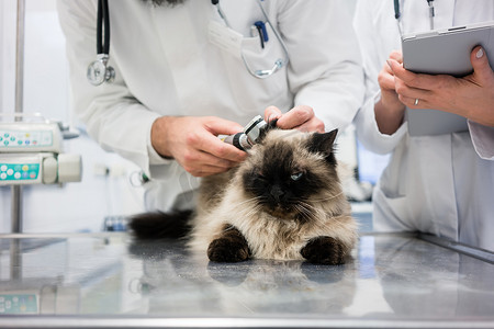 兽医在诊所检查猫耳朵