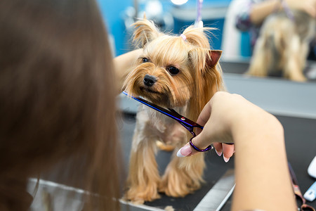 女美容师在桌子上给约克夏犬理发，以便在美容院为狗美容。