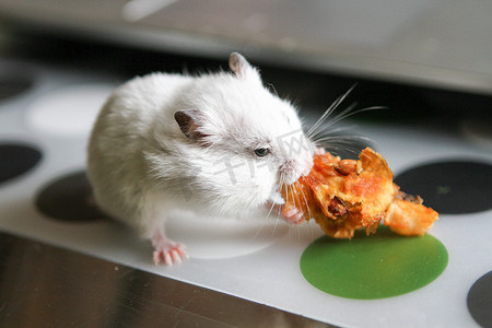 可爱有趣的白色仓鼠吃苹果