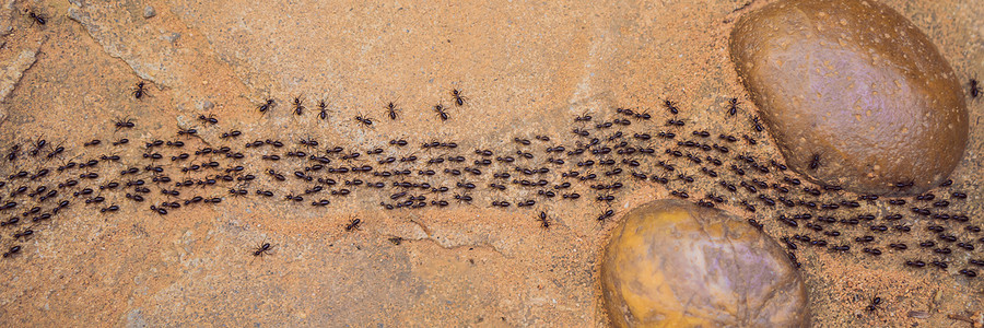 背景，蚂蚁奔跑，蚂蚁绳索，许多蚂蚁在土路上快速移动横幅，长格式
