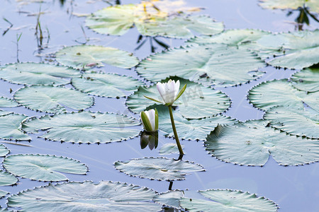 粉色漂浮的花瓣摄影照片_漂浮在池塘上的鲜艳的睡莲或莲花