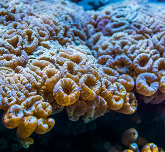 特写大花珊瑚，来自加勒比海的石珊瑚，海洋生物背景