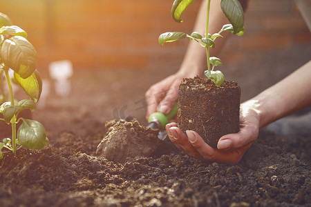 面目全非的园丁的手正在用小花园铲挖掘，并在土壤中拿着年轻的绿色罗勒幼苗或植物。