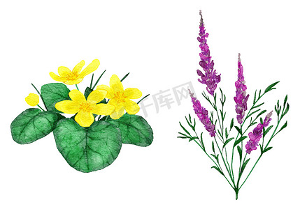 玫瑰花瓣手绘摄影照片_水彩手绘插图紫色粉色柳草 chamaenerion 和黄色金莲花。