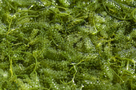 海葡萄（绿鱼子酱）海藻，健康食品