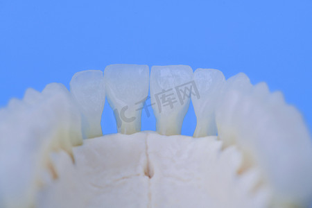 牙齿更健康摄影照片_人下颌牙齿解剖模型