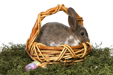 可爱的兔子在篮子里，鸡蛋在白色背景上