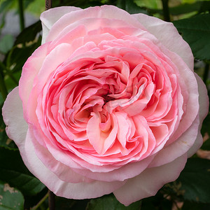 伊甸园摄影照片_灌木玫瑰“伊甸园玫瑰 85”，罗莎
