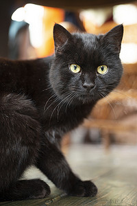 年轻的黑色孟买猫，黄眼睛躺在地板上。