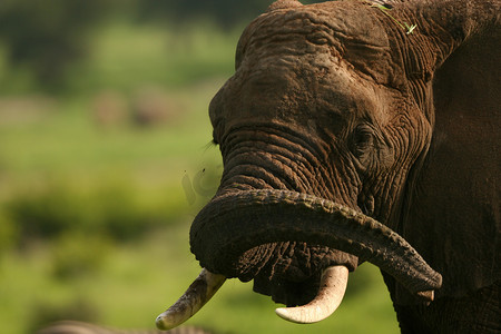 非洲博茨瓦纳大草原上的野象（Elephantidae）