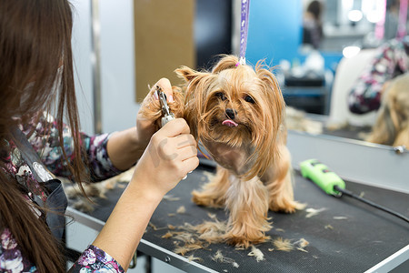 专业的动物美容师专家在兽医诊所用剪刀剪狗指甲。在美容沙龙照顾狗。在兽医柜里用钳子剪掉约克夏犬的小狗爪子。