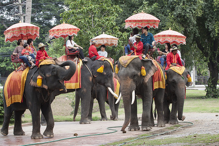 泰国大城 — 9 月 6 日：骑在大象背上的游客