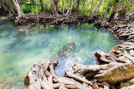 热带树根或 Tha pom 红树林在沼泽森林和流水中，泰国 Klong Song Nam。