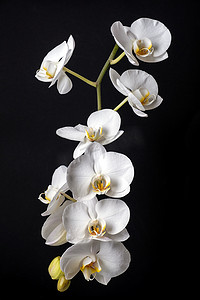 兰花背景摄影照片_黑色背景上的白色蝴蝶兰花
