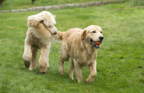 快乐的金毛猎犬与贵宾犬一起玩耍，去接狗宠物