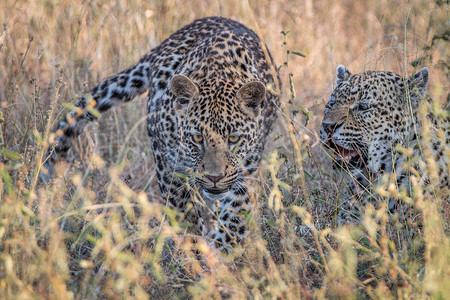游猎摄影照片_两只豹子在草丛中亲密相处。