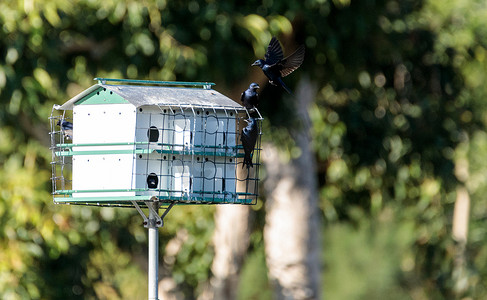 紫马丁鸟 Progne subis 在鸟舍周围飞翔和栖息