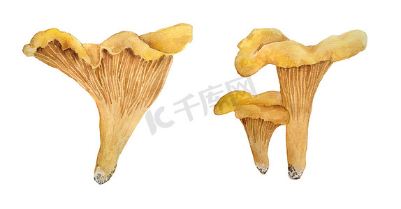 手绘鸡尾酒摄影照片_手绘水彩插图鸡油菌食用野生真菌蘑菇。