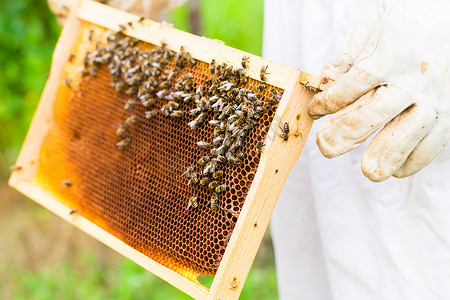 控制蜂场和蜜蜂的养蜂人