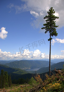 山坡上长满针叶林的孤独松树，俯瞰群山。