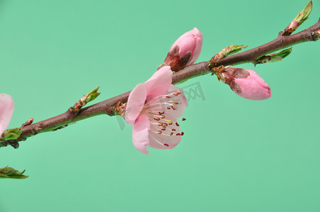 桃花桃子摄影照片_桃花