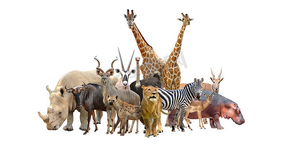 一群非洲动物