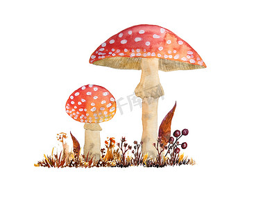 手绘水彩危险可怕的有毒蘑菇红色毒蝇伞。
