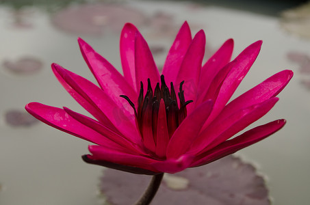 粉红色的莲花漂浮在盛开的地方