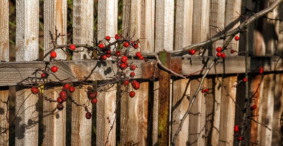 山楂果实摄影照片_阳光下木制旧栅栏树枝上的红色秋浆果