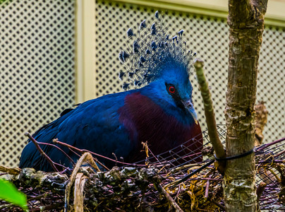 维多利亚冠鸽坐在巢中的特写，鸟类繁殖季节，来自新几内亚的彩色鸽子