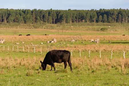 奶牛在吃草摄影照片_阿根廷绿色乡村的奶牛在吃草