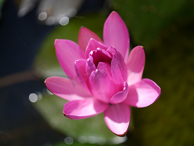池塘里的粉红色睡莲和荷叶