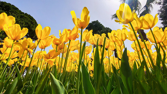 生长在蓝天背景的公园的黄色郁金香花在太阳光芒。