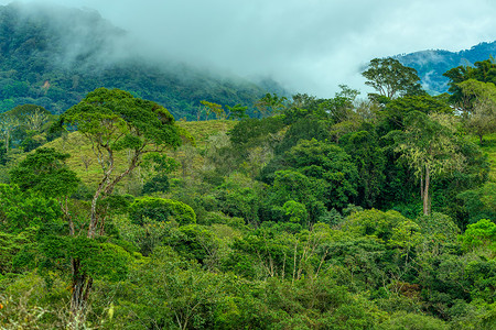 茂密的热带雨林，哥斯达黎加