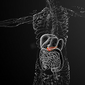 胰酶摄影照片_3d 渲染胆囊和胰腺的医学插图