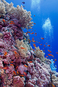 色彩缤纷的珊瑚礁，软珊瑚和硬珊瑚，热带海底有异国情调的鱼类
