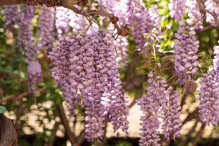 藤本植物摄影照片_紫色紫藤花