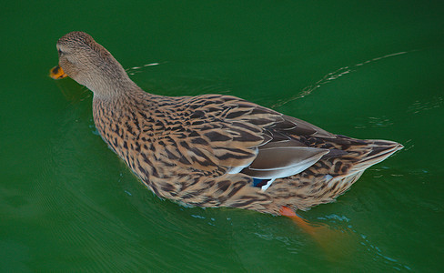 棕摄影照片_棕鸭在水中游泳，近景